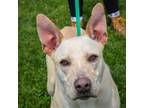 Adopt Dallas a Tan/Yellow/Fawn - with White Labrador Retriever / German Shepherd