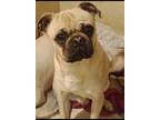 Adopt Tako a Tan/Yellow/Fawn - with Black Pug / Mixed dog in Oceanside