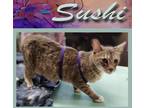 Adopt Sushi a Domestic Shorthair / Mixed (short coat) cat in Mena, AR (41546848)