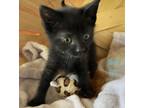 Adopt Black Kitten #1 a All Black Domestic Shorthair (short coat) cat in