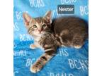 Adopt Nester - Available soon a Domestic Shorthair cat in Georgetown