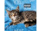 Adopt Norton - available soon a Domestic Shorthair cat in Georgetown