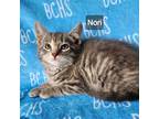 Adopt Nori - available soon a Domestic Shorthair cat in Georgetown