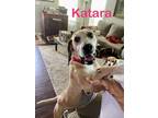 Adopt KATARA a Tan/Yellow/Fawn - with White Hound (Unknown Type) / Labrador