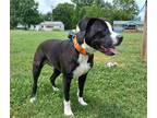 Adopt duke a Black - with White American Pit Bull Terrier dog in Maryville