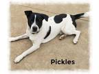 Adopt Pickles a White - with Black Terrier (Unknown Type