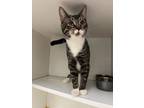 Adopt Munchkin a Domestic Shorthair / Mixed (short coat) cat in Walden