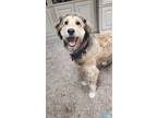 Adopt Loki a Australian Shepherd / Poodle (Standard) / Mixed dog in Rockford