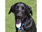 Adopt Verona a Black Labrador Retriever / Mixed Breed (Medium) / Mixed (short