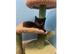 Adopt Benny a All Black Domestic Shorthair / Mixed (short coat) cat in Stone