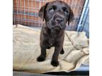 Adopt Lucky a Brown/Chocolate Labrador Retriever / Mixed dog in Torrance