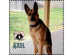 Adopt Axel a Brown/Chocolate German Shepherd Dog / Mixed dog in Gilbert