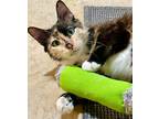 Adopt Jory a Domestic Mediumhair / Mixed (short coat) cat in Newnan