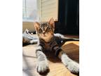 Adopt Jasper a Domestic Shorthair / Mixed (short coat) cat in Newnan