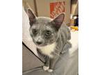 Adopt Henry a Gray or Blue (Mostly) Domestic Shorthair / Mixed (short coat) cat