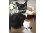 Adopt Raine a Black & White or Tuxedo Domestic Shorthair (medium coat) cat in