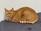 Adopt Vinnie a Orange or Red Domestic Shorthair / Mixed Breed (Medium) / Mixed