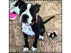 Adopt Princess Leia a Black - with White Pit Bull Terrier / Boxer / Mixed dog in