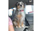 Adopt Arya a Merle Australian Shepherd / Mixed dog in Lafayette, LA (41546550)