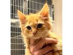 Adopt 43329 - Lakita a Domestic Mediumhair / Mixed cat in Ellicott City