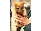 Adopt 43330 - Jamal a Domestic Mediumhair / Mixed cat in Ellicott City