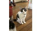 Adopt Nadja a White (Mostly) Domestic Shorthair / Mixed (short coat) cat in