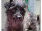 Adopt 43315 - Benji a Terrier (Unknown Type, Medium) / Mixed dog in Ellicott