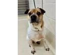 Adopt 43287 - Franky a Pug / Shar Pei / Mixed dog in Ellicott City