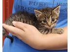 Adopt Meadow a Tiger Striped Tabby (short coat) cat in Parsons, KS (41546513)
