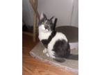 Adopt Luna a Gray or Blue (Mostly) Domestic Shorthair / Mixed (short coat) cat