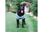 Adopt Dixie a Black Labrador Retriever / Mixed dog in Hartford, CT (41545816)