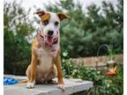Adopt Scout a Terrier (Unknown Type, Medium) / Terrier (Unknown Type