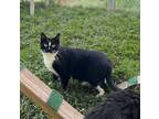 Adopt Ethel a Domestic Shorthair / Mixed cat in Kingston, NY (41536727)