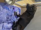 Adopt Shadow a Black Labrador Retriever / Mixed Breed (Medium) / Mixed dog in