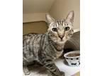 Adopt Kona Napa petco a Brown Tabby Domestic Shorthair / Mixed (short coat) cat
