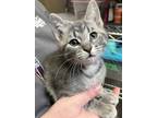 Adopt Suki a Domestic Mediumhair / Mixed cat in Edmonton, AB (41546498)