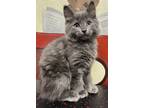Adopt Stormy a Domestic Mediumhair / Mixed cat in Edmonton, AB (41546497)