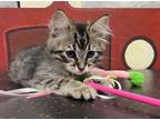 Adopt Sushi a Domestic Mediumhair / Mixed cat in Edmonton, AB (41546496)