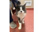 Adopt Alek a Domestic Mediumhair / Mixed cat in Edmonton, AB (41546493)