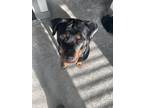 Adopt Gianna a Brown/Chocolate - with Black Rottweiler / Mixed dog in Odessa