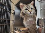 Adopt Egypt a Ragdoll / Mixed cat in Edmonton, AB (41546492)