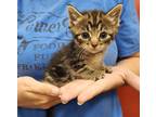 Adopt Forrest a Brown Tabby Domestic Mediumhair (medium coat) cat in Parsons
