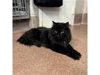 Adopt Laguna a Black (Mostly) Domestic Longhair / Mixed (long coat) cat in
