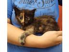 Adopt Berry a Tortoiseshell Domestic Longhair (long coat) cat in Parsons