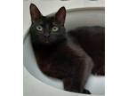 Adopt Miss Bombay a All Black Bombay (short coat) cat in Goodyear, AZ (41546522)