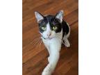 Adopt Sonic a White (Mostly) Domestic Shorthair / Mixed (short coat) cat in