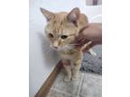 Adopt Yui a Orange or Red Tabby / Mixed (short coat) cat in Carbondale