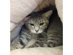 Adopt Felicity 41488 a Domestic Shorthair / Mixed cat in Pocatello