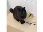 Adopt Watson 41491 a Domestic Longhair / Mixed cat in Pocatello, ID (41546489)