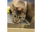 Adopt Camie 41507 a Domestic Shorthair / Mixed cat in Pocatello, ID (41546488)